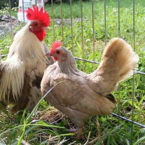 Catalana chicken breed